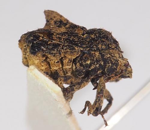 Cyrtocoris egeris
